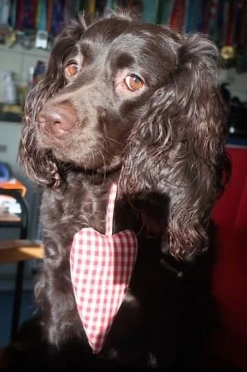 Will you be my Valentine?