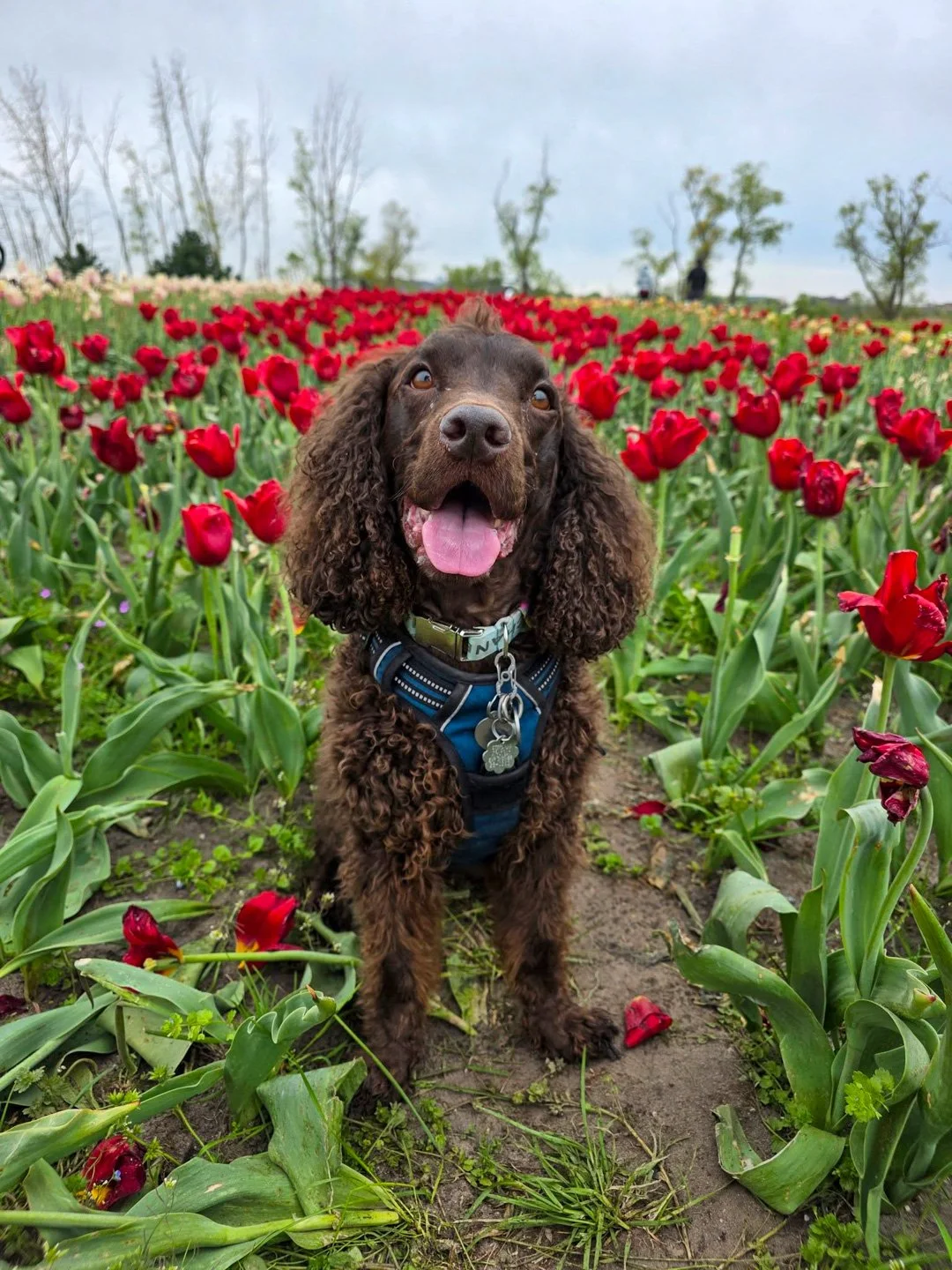 Life is a bed of Roses