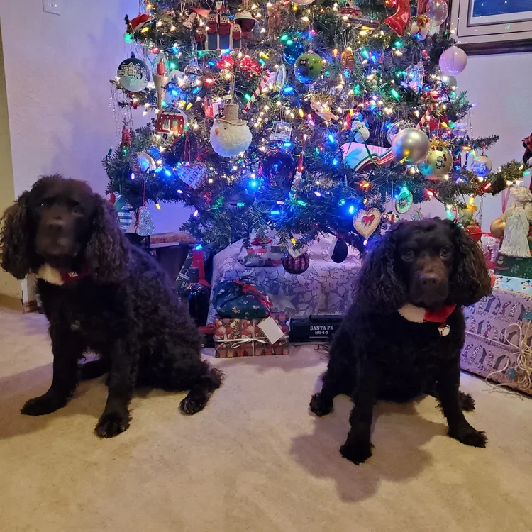 Happy Holidays! 