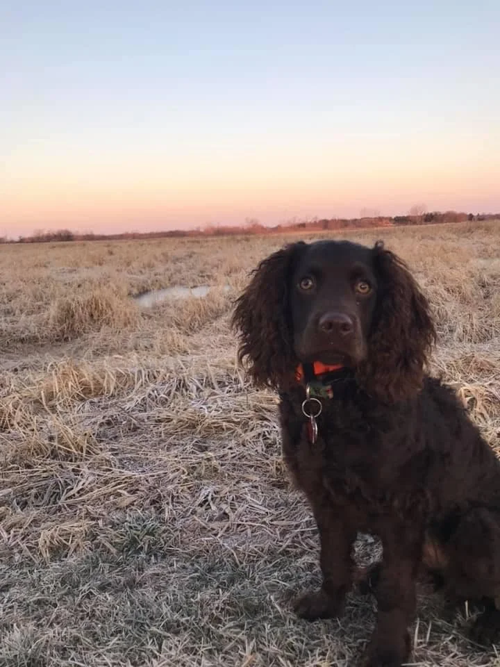 Where are the ducks? 