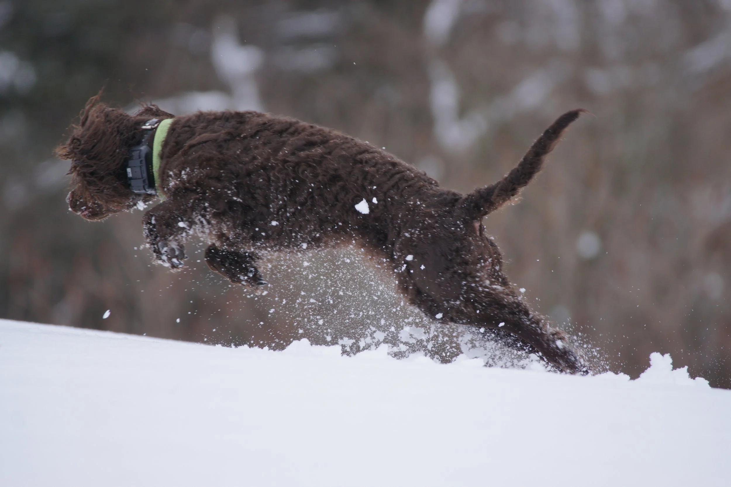 Winter Playland 