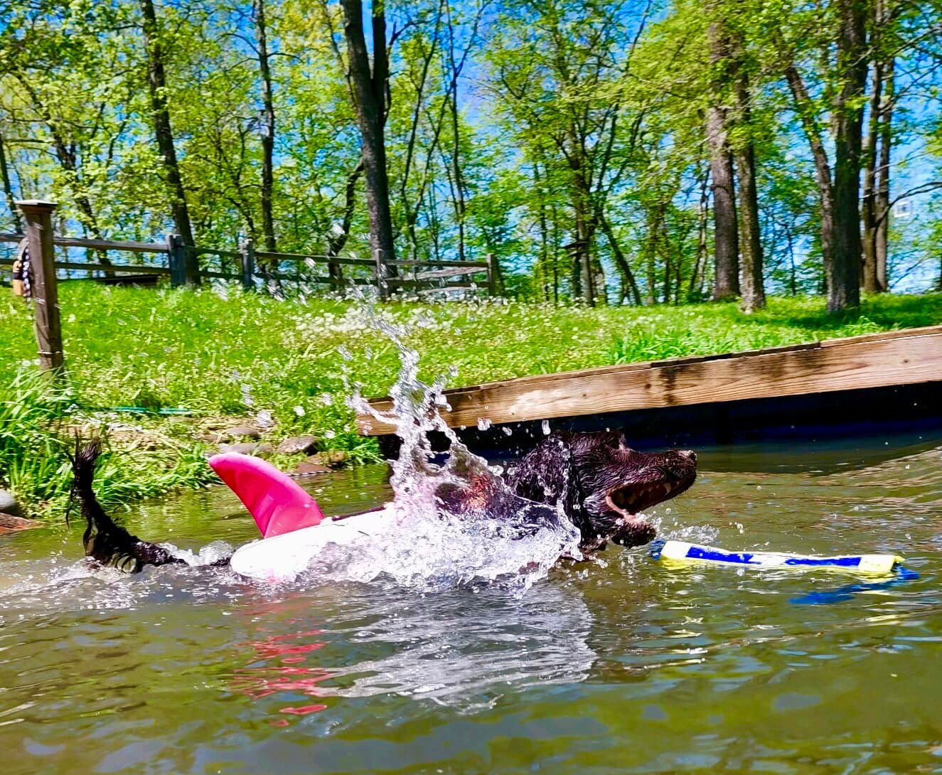 Attack of the Spaniel!!!