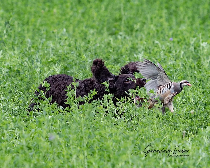 No up up and AWAY for You! 