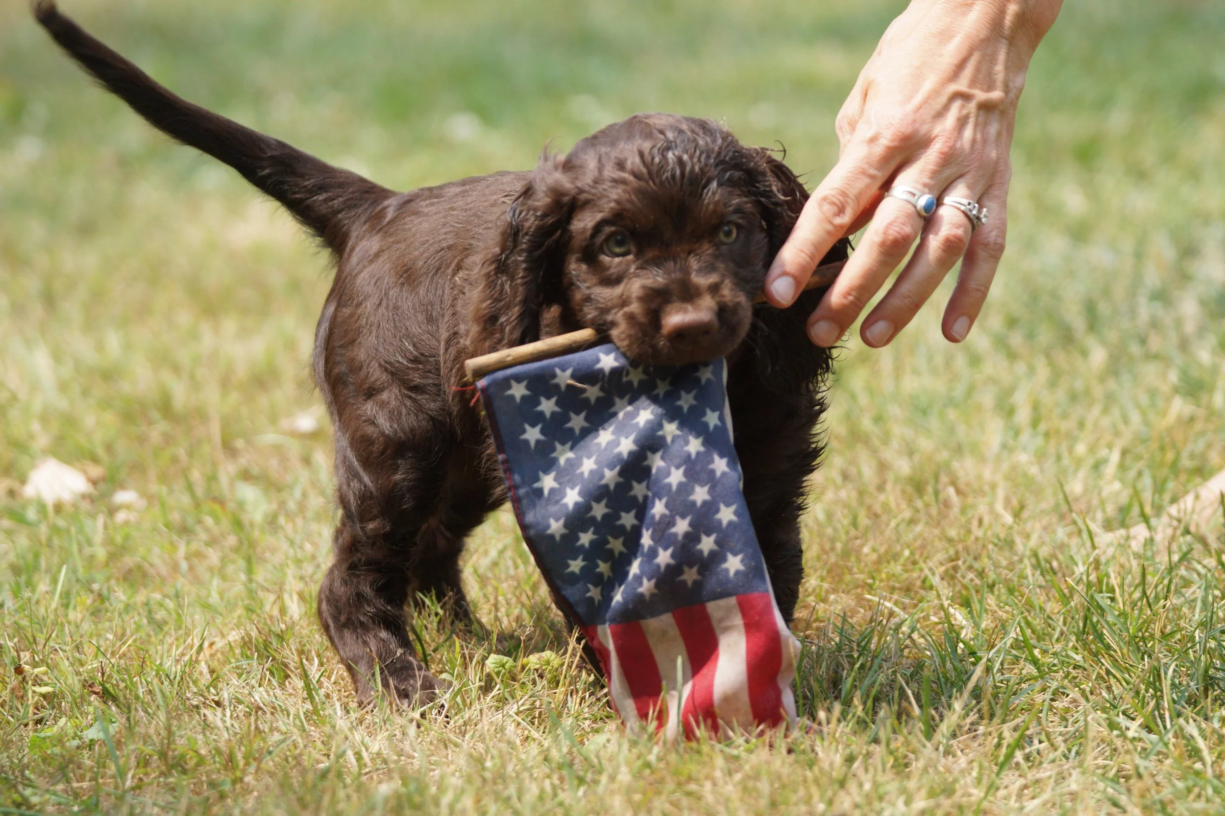 I am a proud 'American' Water Spaniel