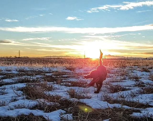 Brisk and Beautiful 