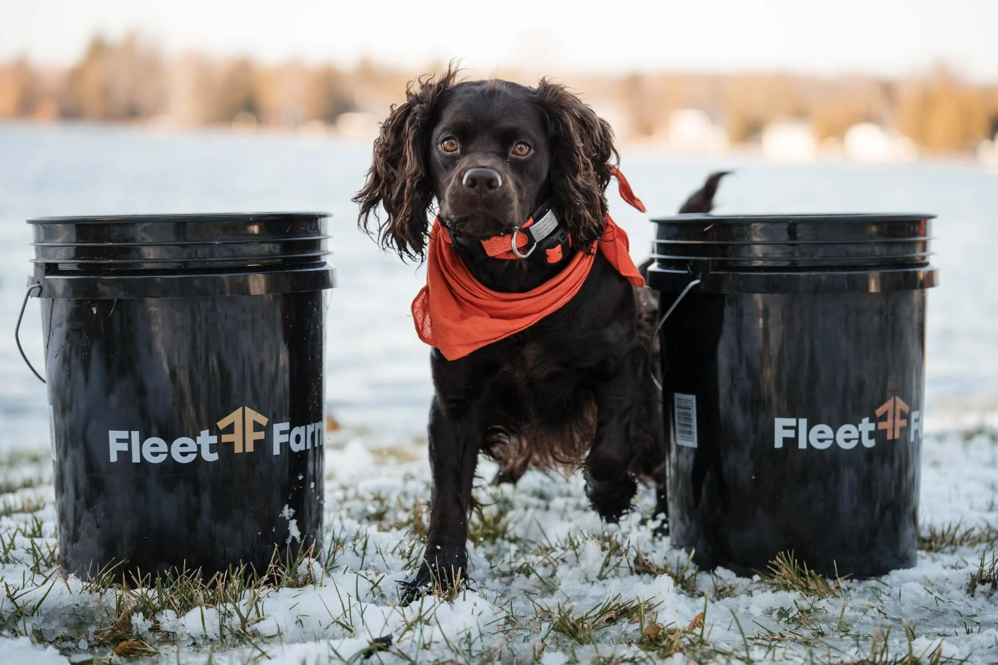 Shotgun shells, Dokkens Bumpers, and Dog Food - I love Fleet Farm 