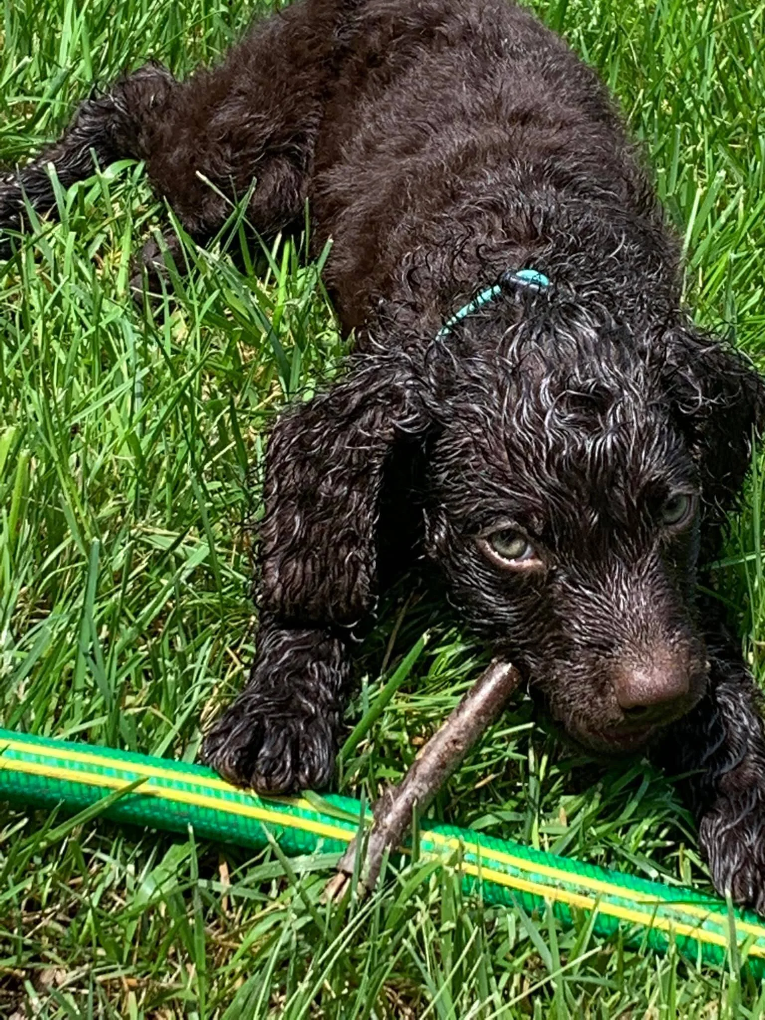 Don't worry - I'm not punching holes in your hose