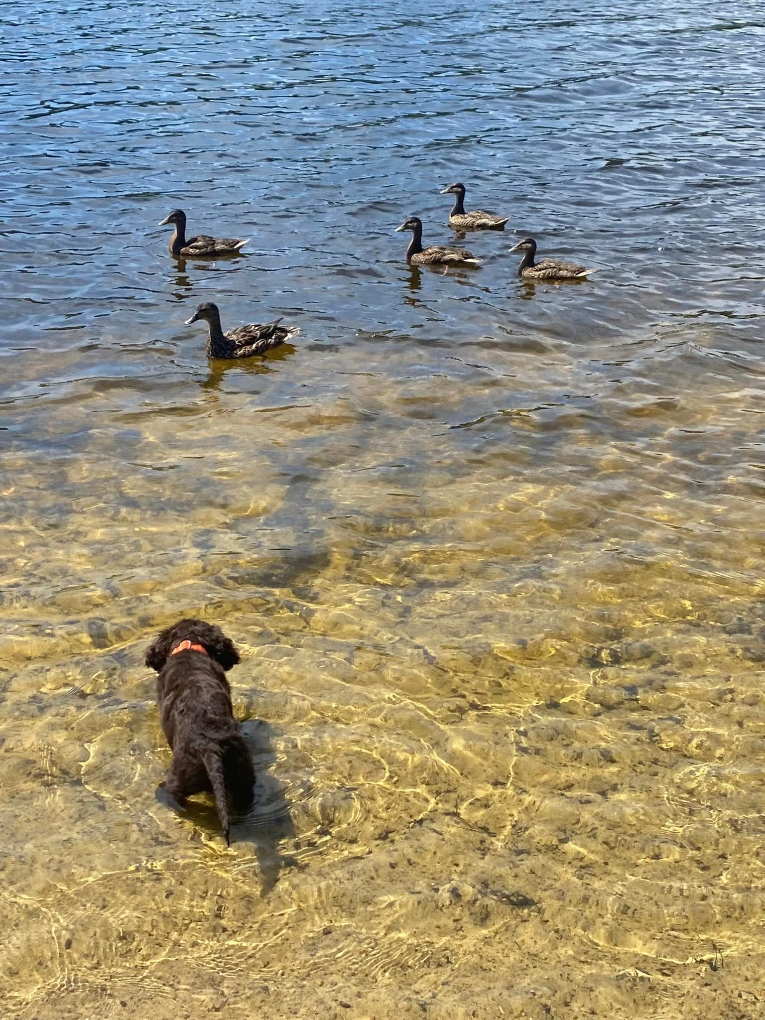 I'm hunting duckies