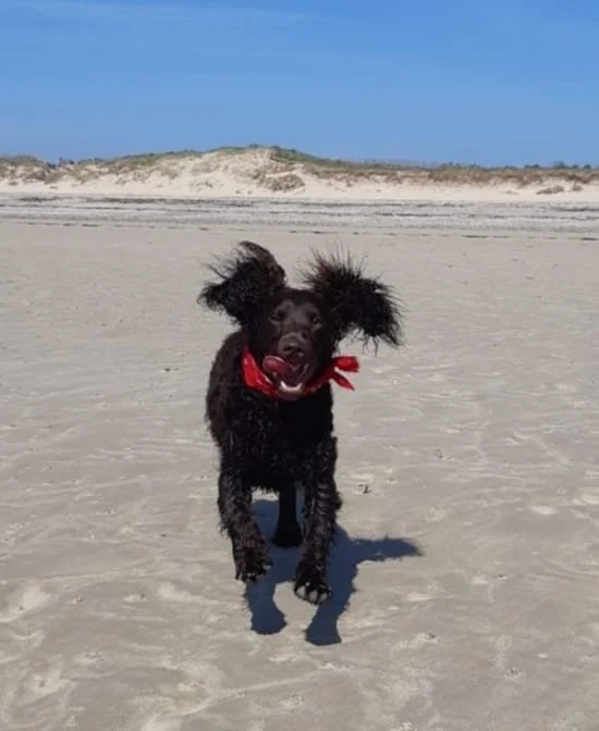 Having a BLAST!