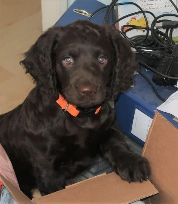 Puppy  cuteness