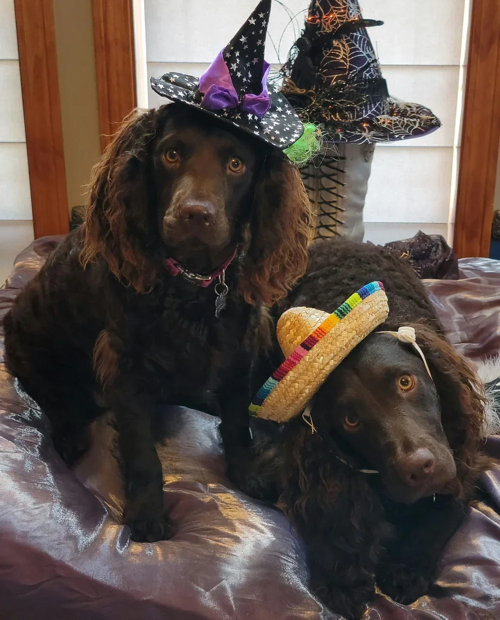 Happy Holloween !