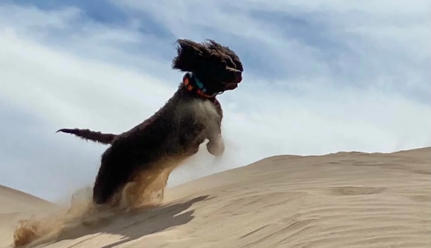 Sand Dunes - - - Ya Hoooo