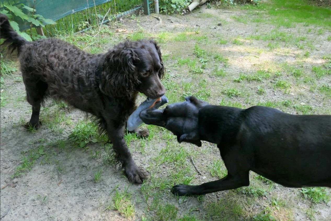 Hey - you didn't say "drop" 