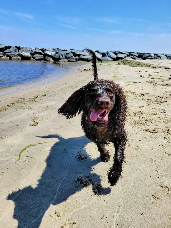 I LOVE the beach