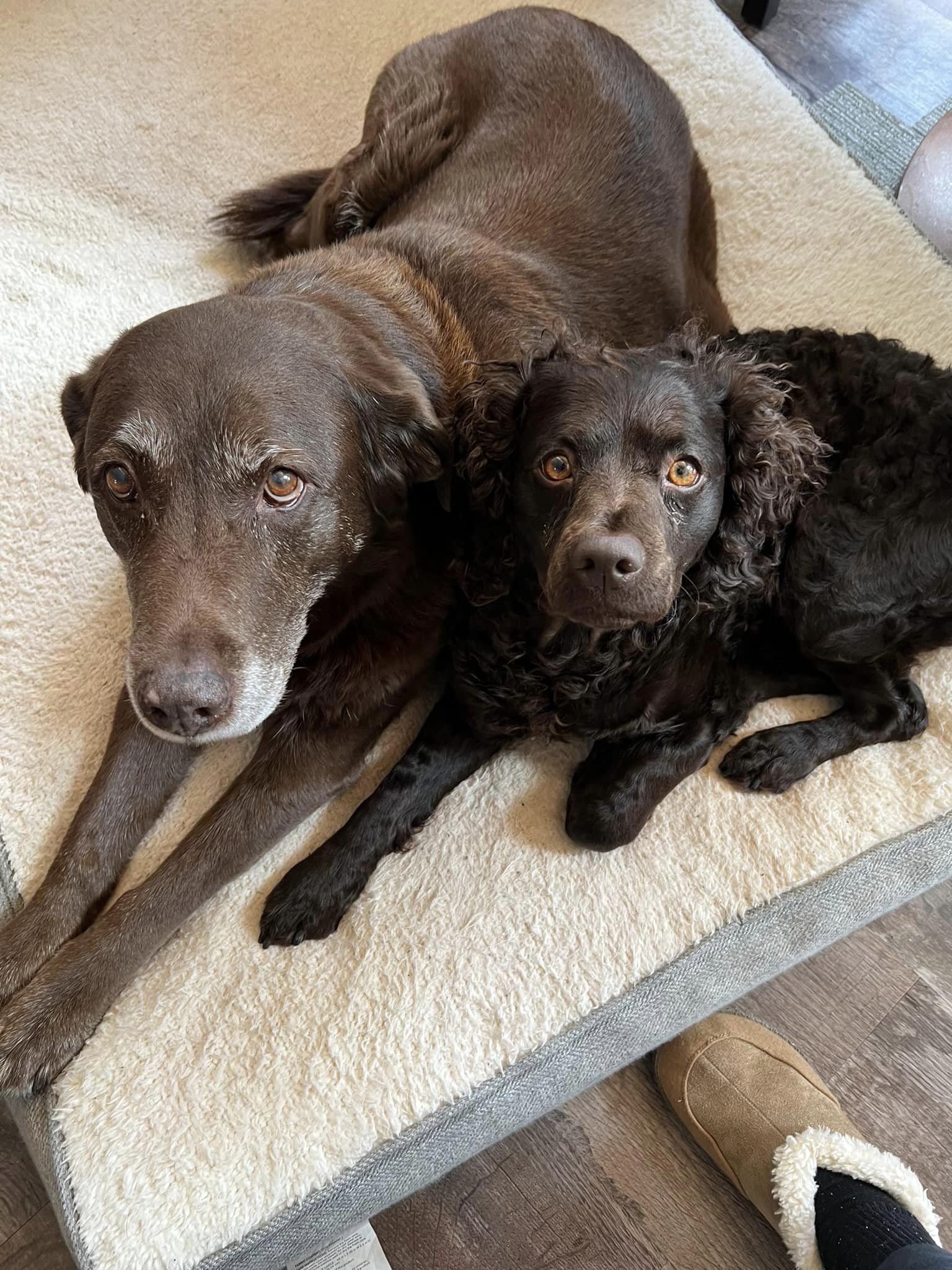 True Siblings - just different shades of brown