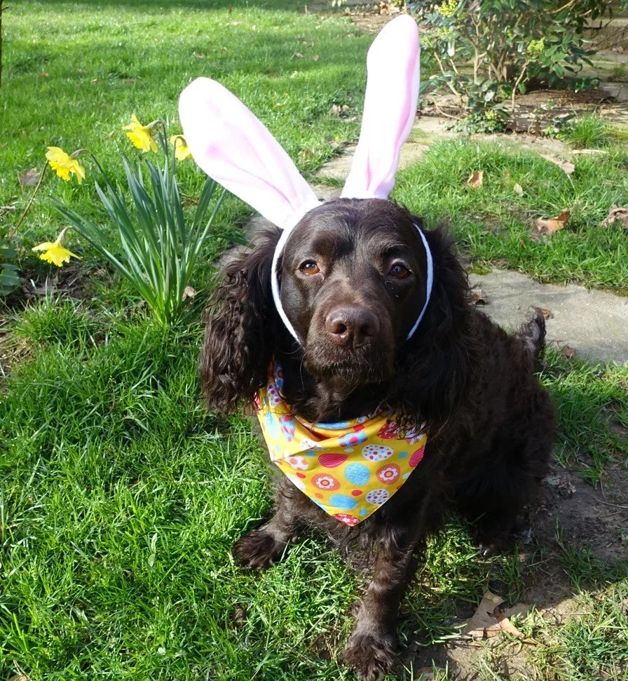 Happy Easter Everyone 