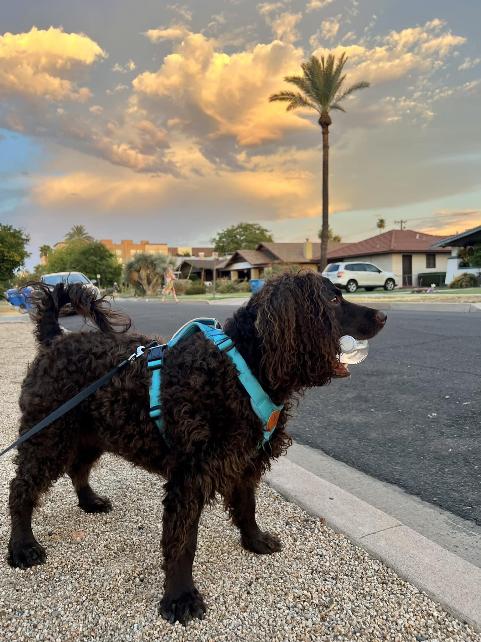 Who's in need of a water dog? 