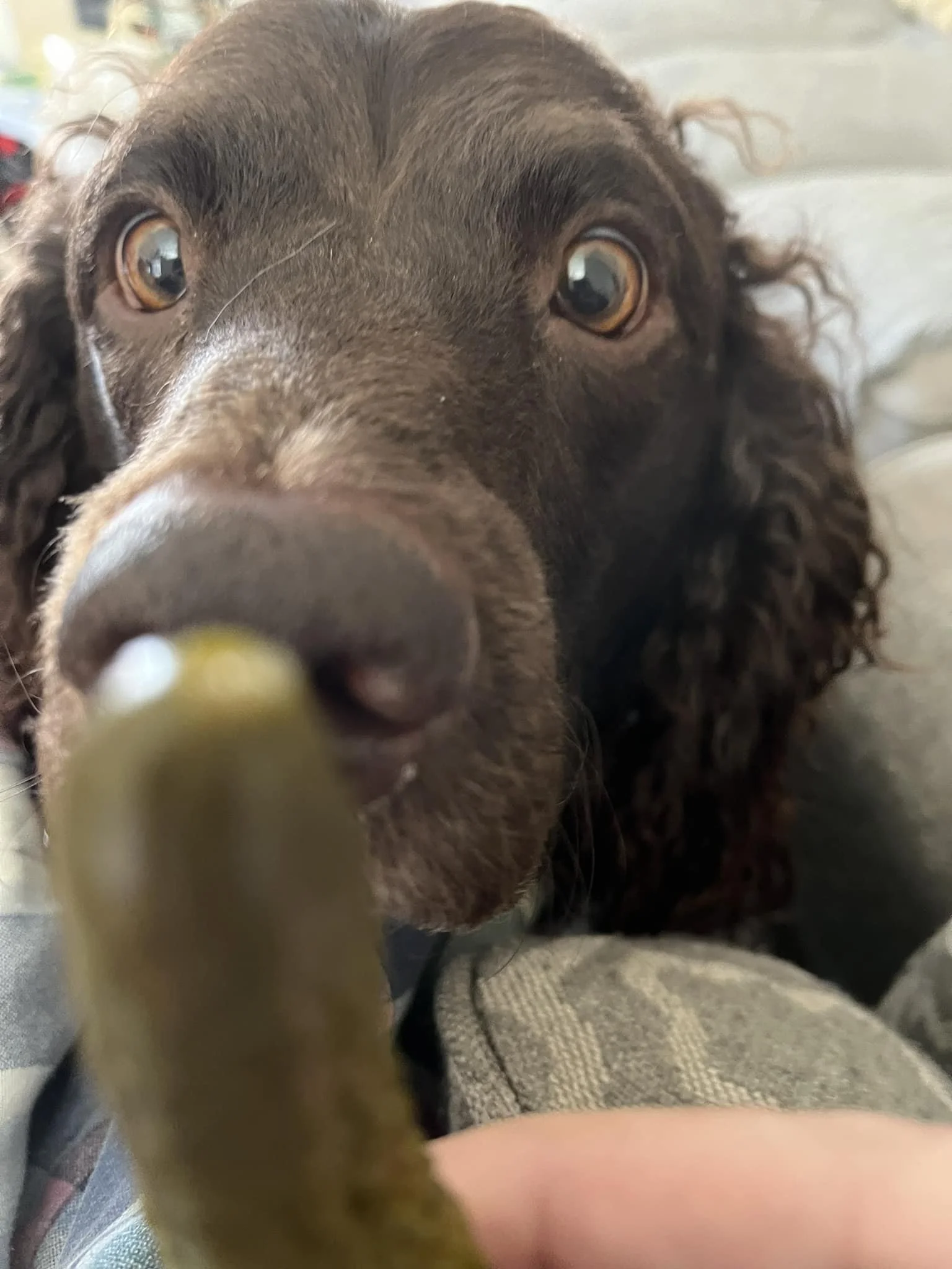 Ooooo - Is that a PICKLE???