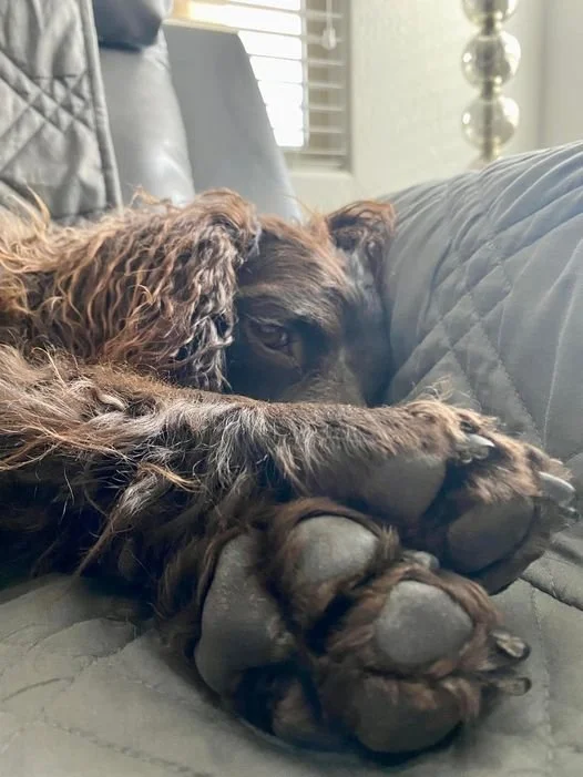Talk to the paw - - 