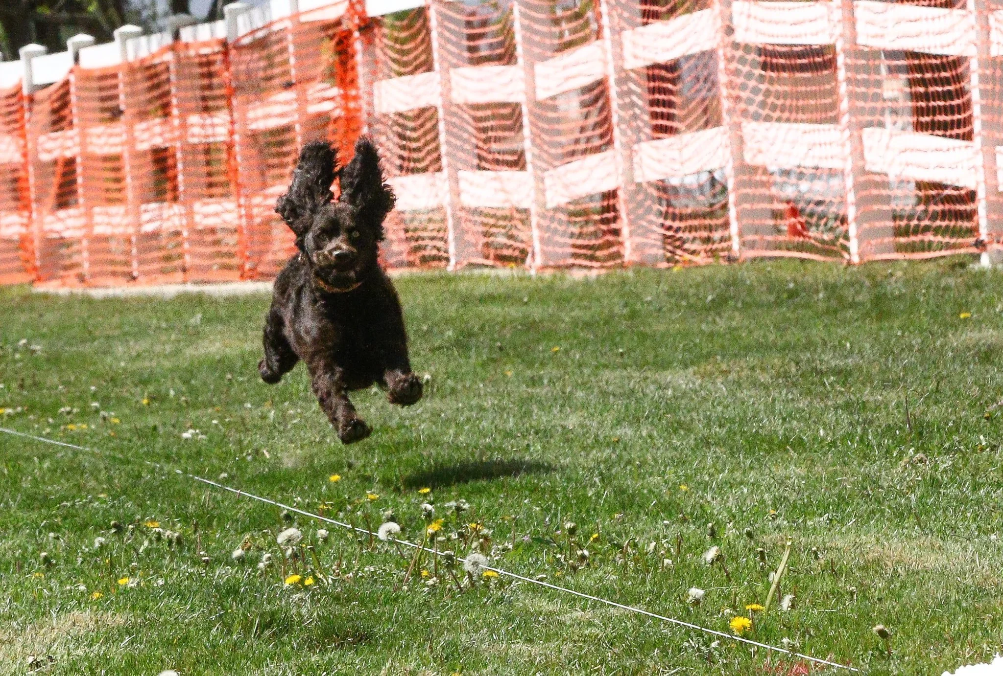 Fast Cat - Flying