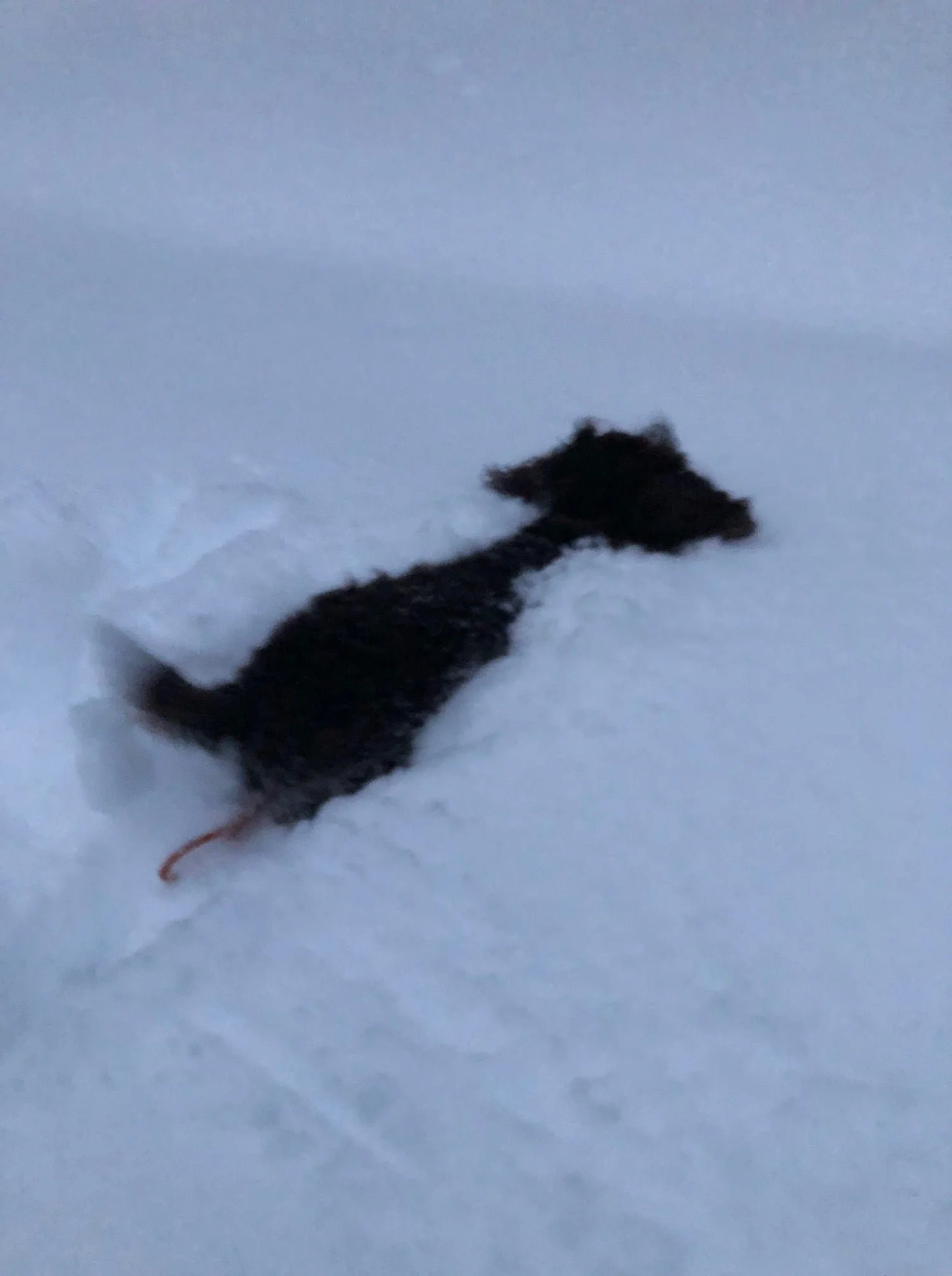 Who needs a snowplow - you hve me!