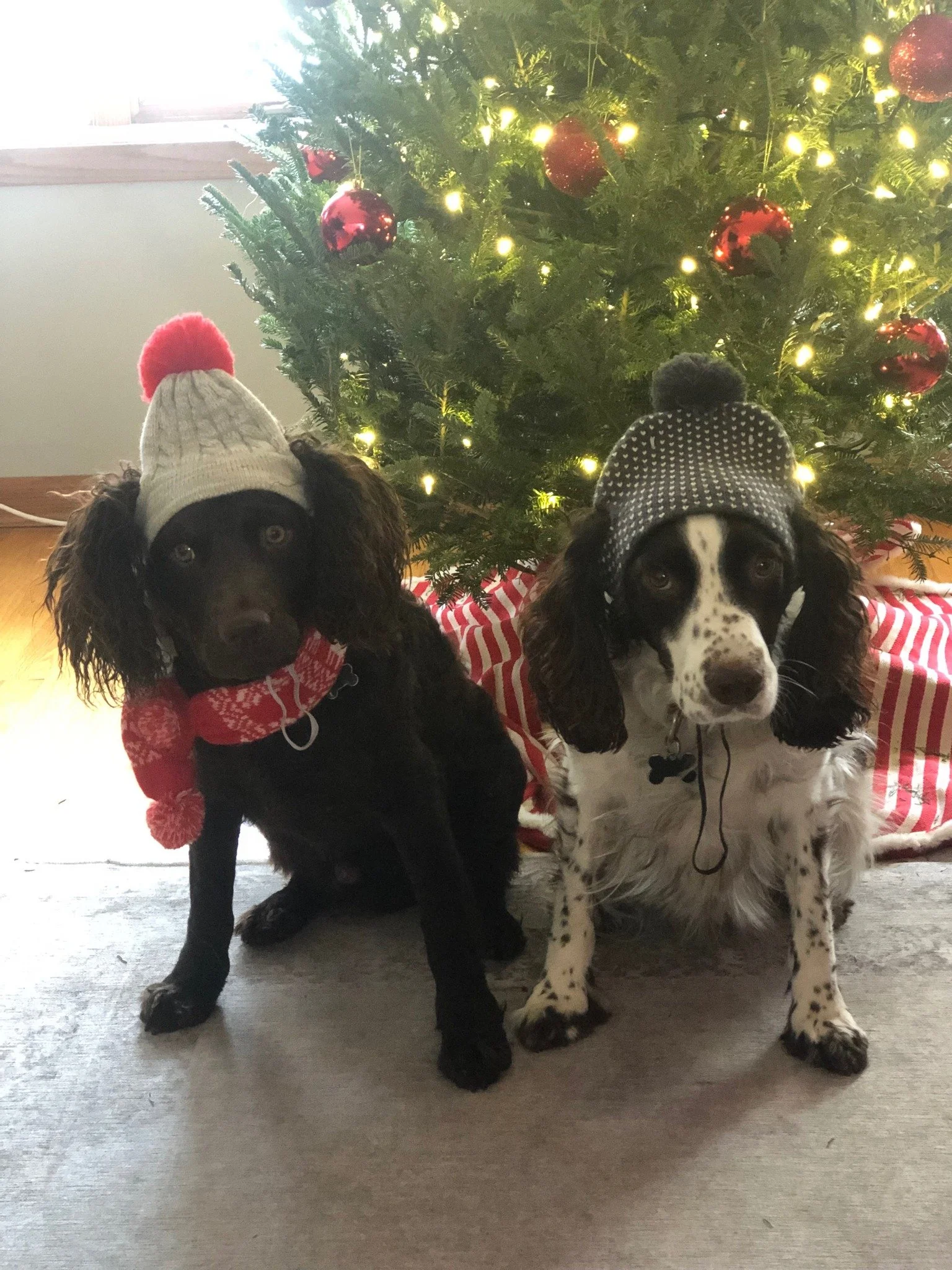 Spaniels Rock!