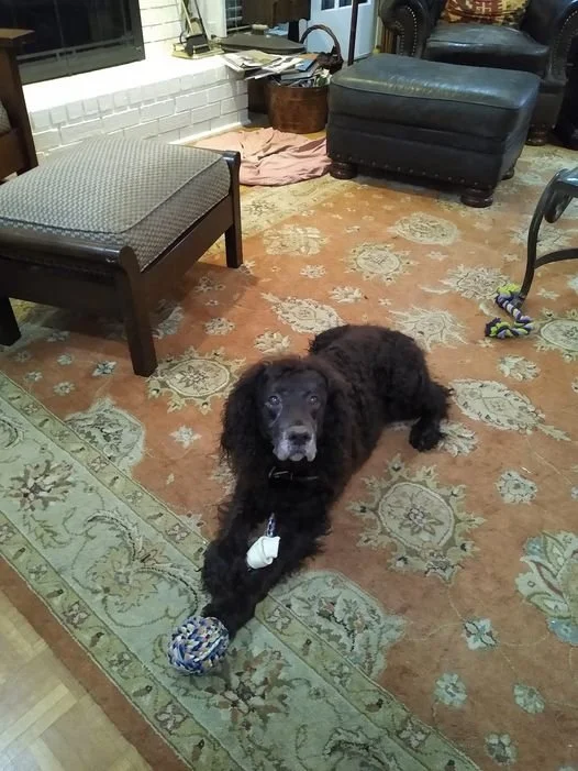 Birthday boy and his bone 