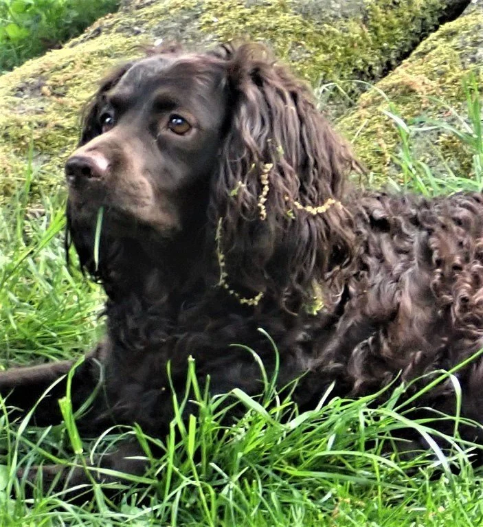 I was not eating grass - - - 