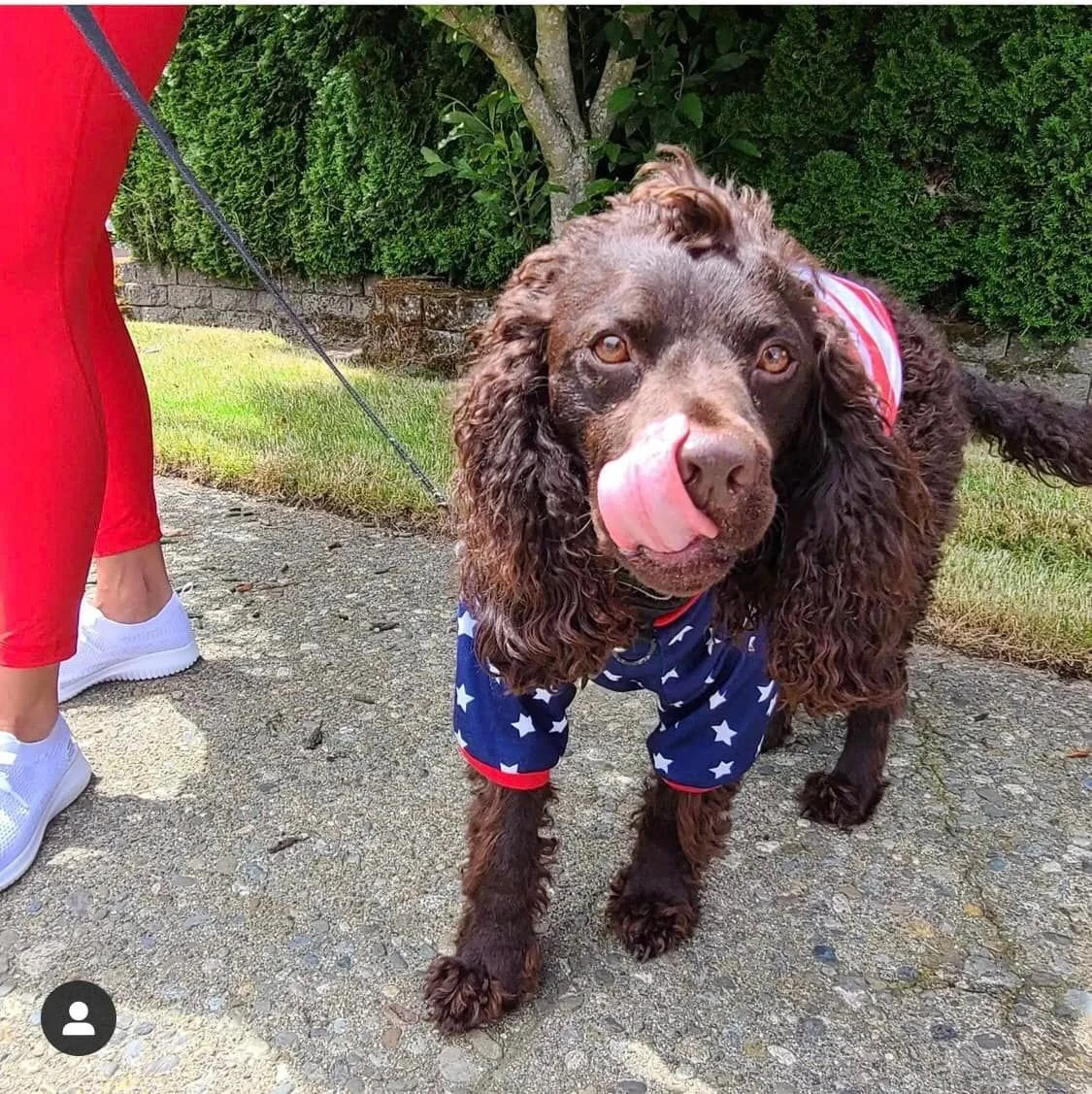 More 4th of July hotdogs - Please 