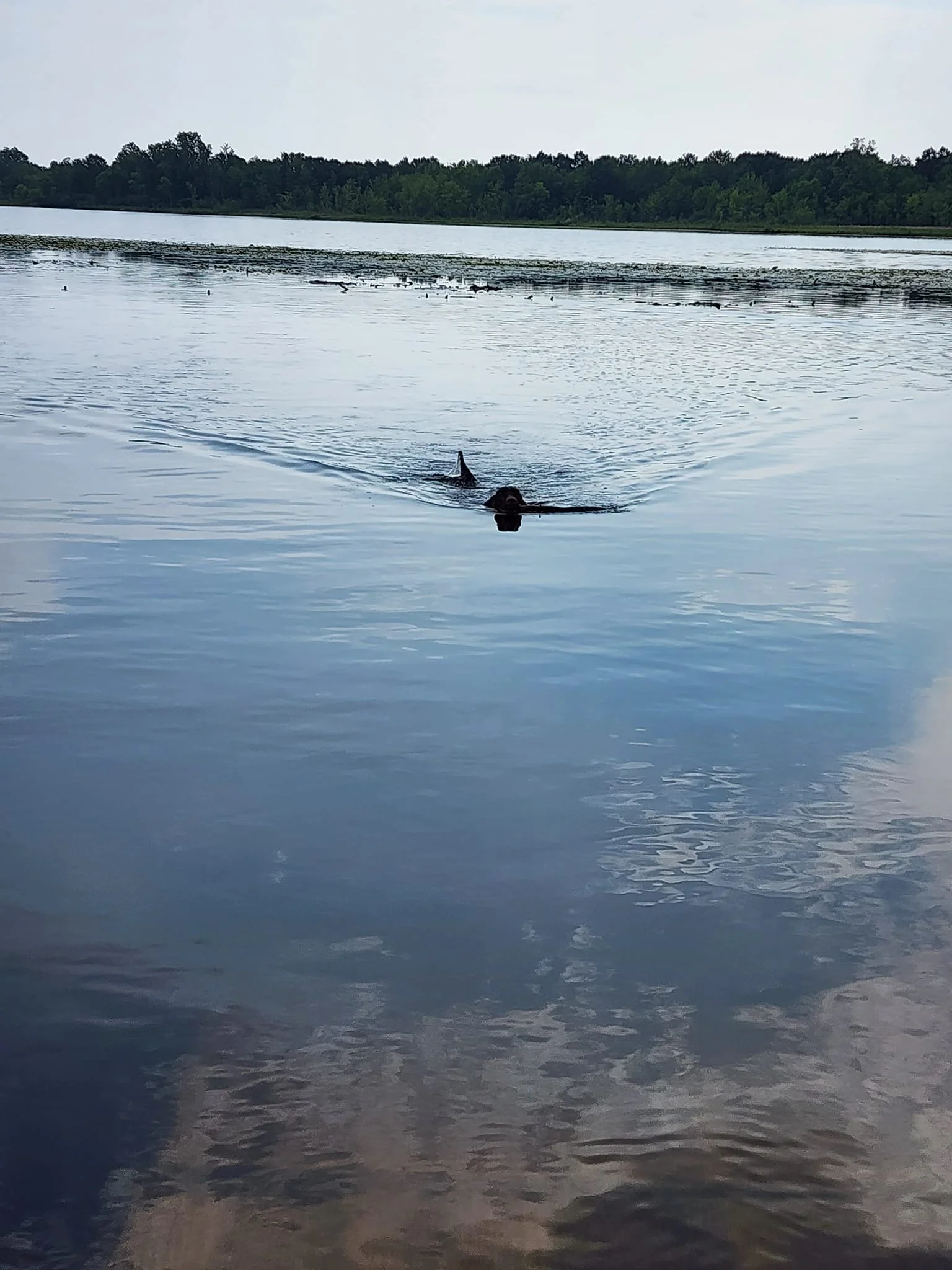 I love long swims 
