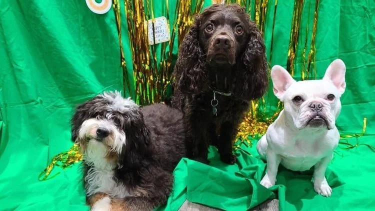 Three Shamrock Shakes please 