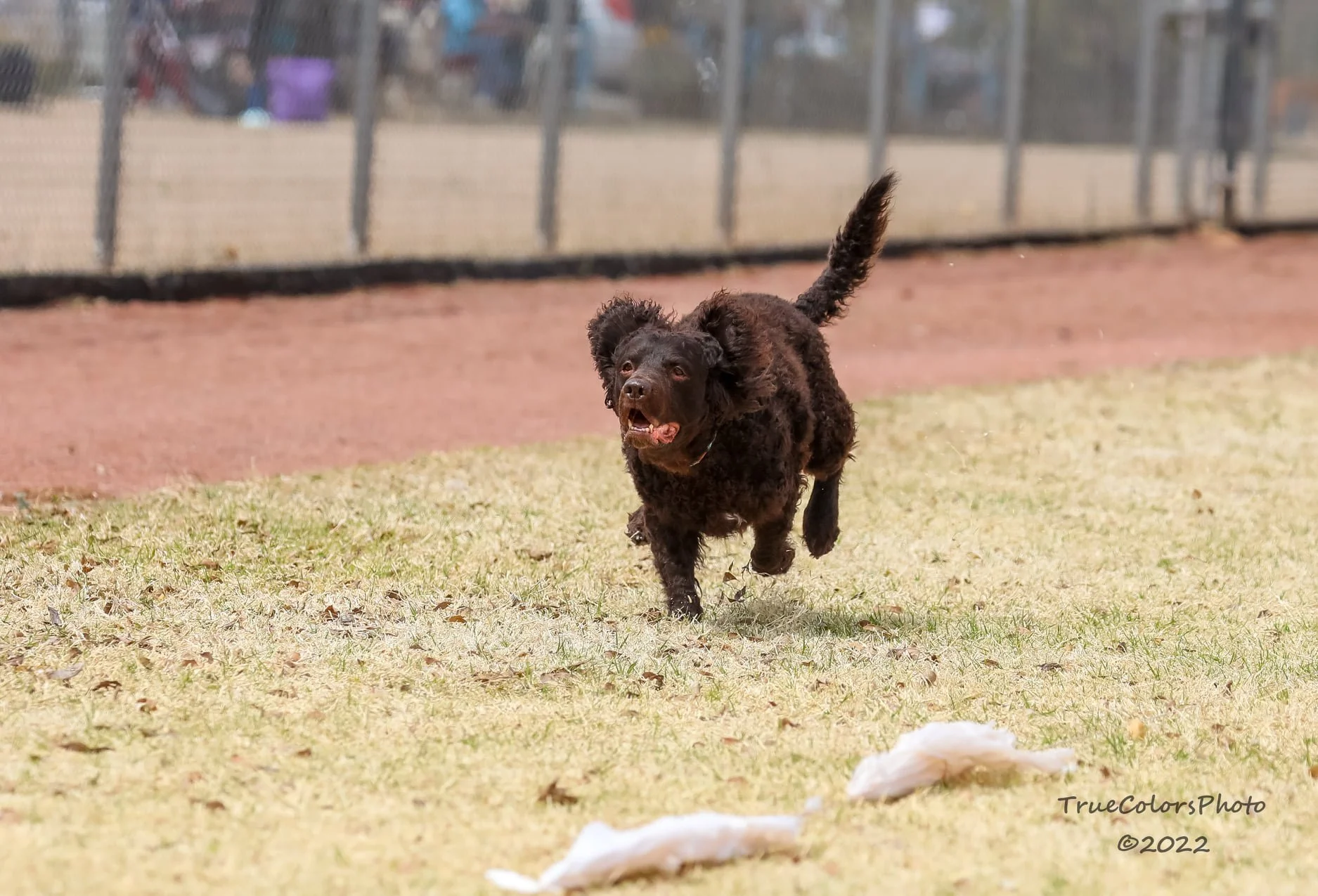 Fast Cat? What do you mean - - - I"m a DOG!