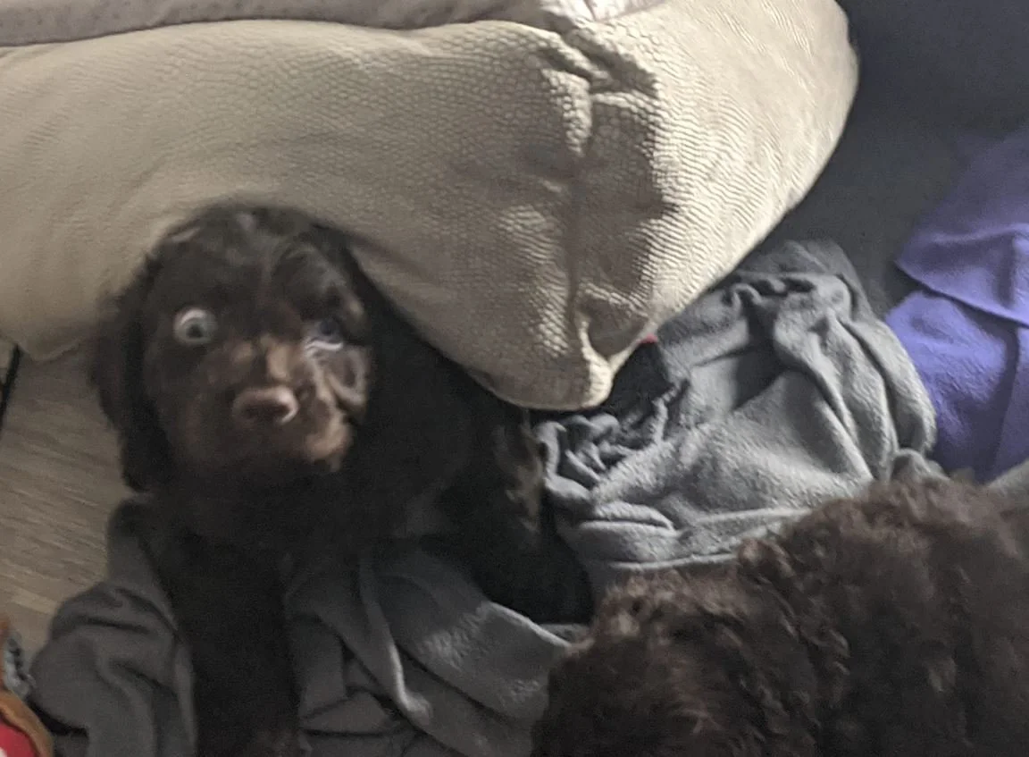 Did you say "Treat"