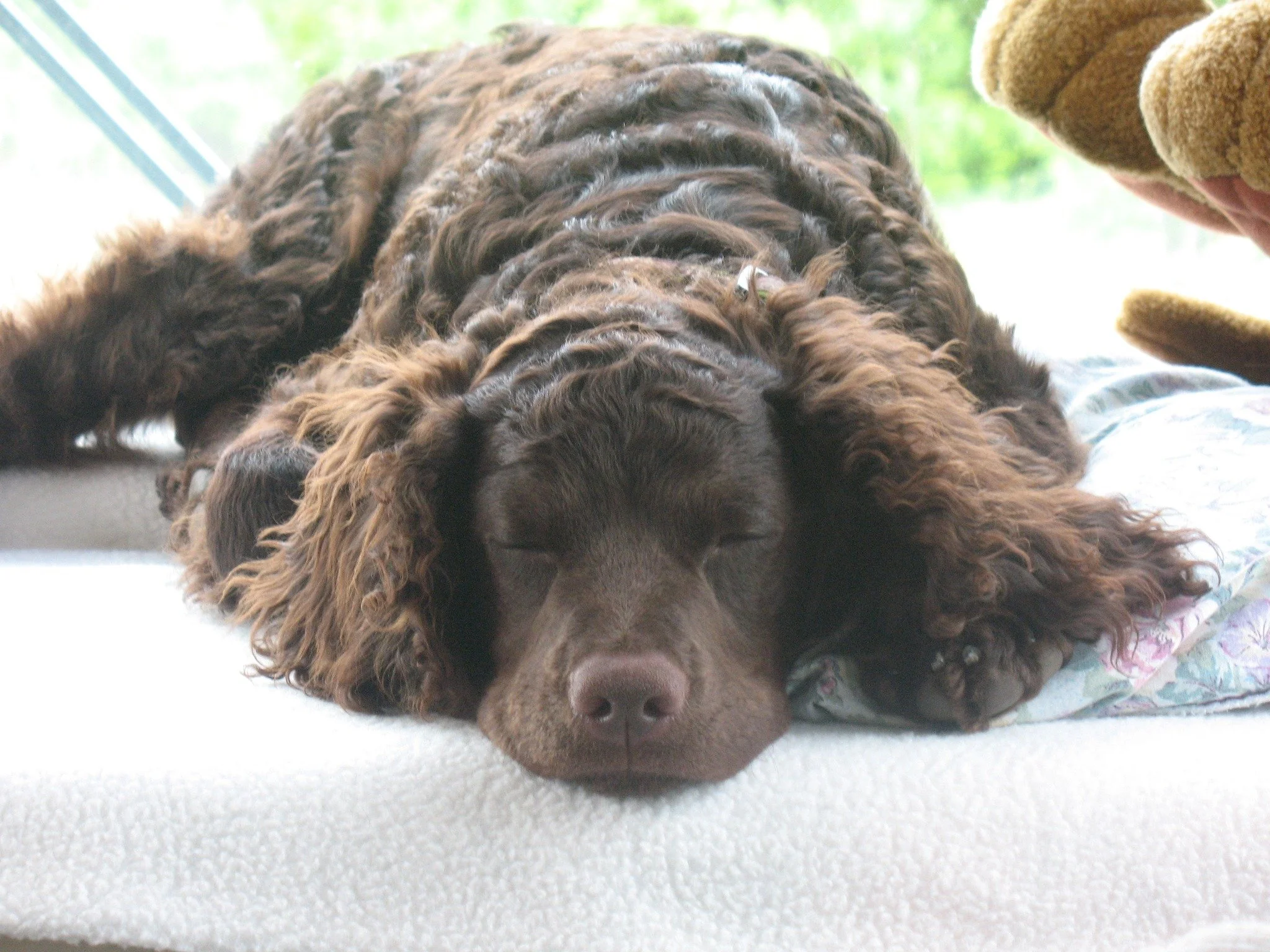 Sleeping Beauty