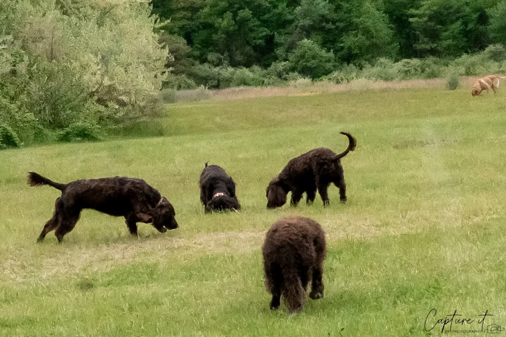 Sniff a wiff - or as you human's say - Break time.  