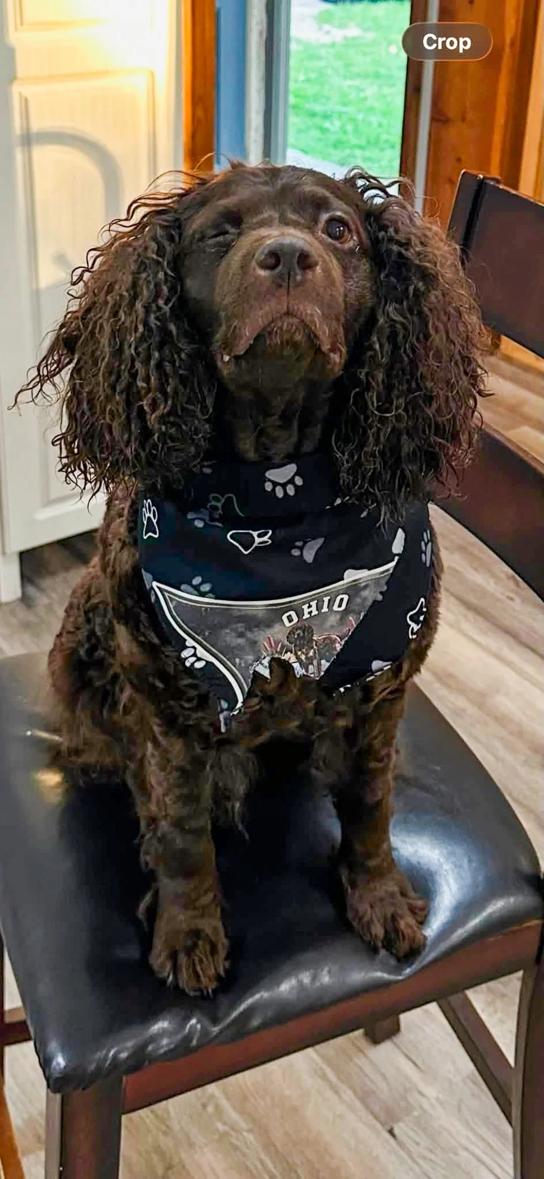 Someone ate my bandana!