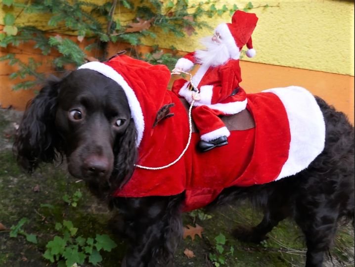 If you say, Ho Ho HO - - - 