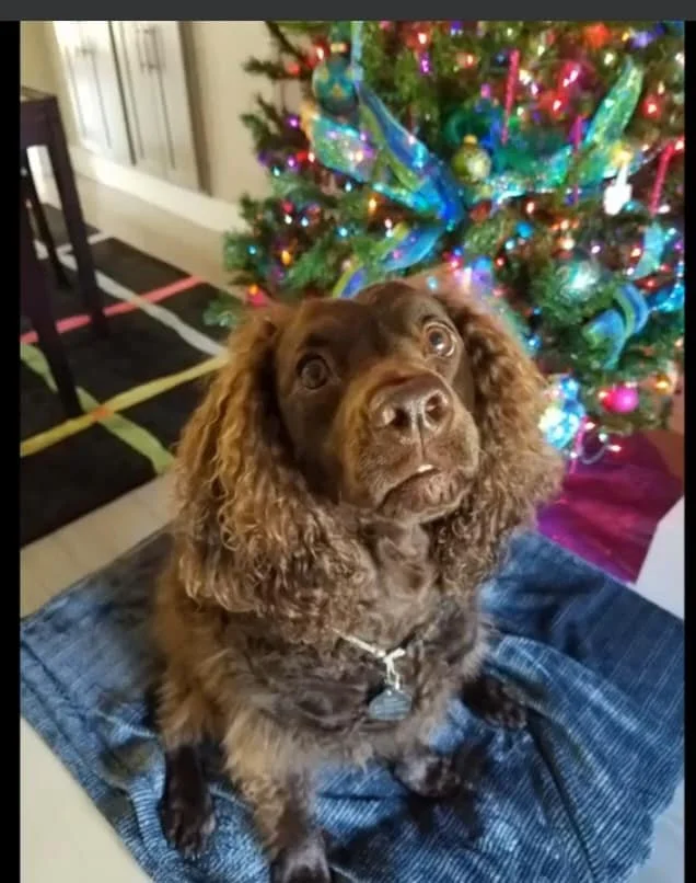Merry Christmas! 