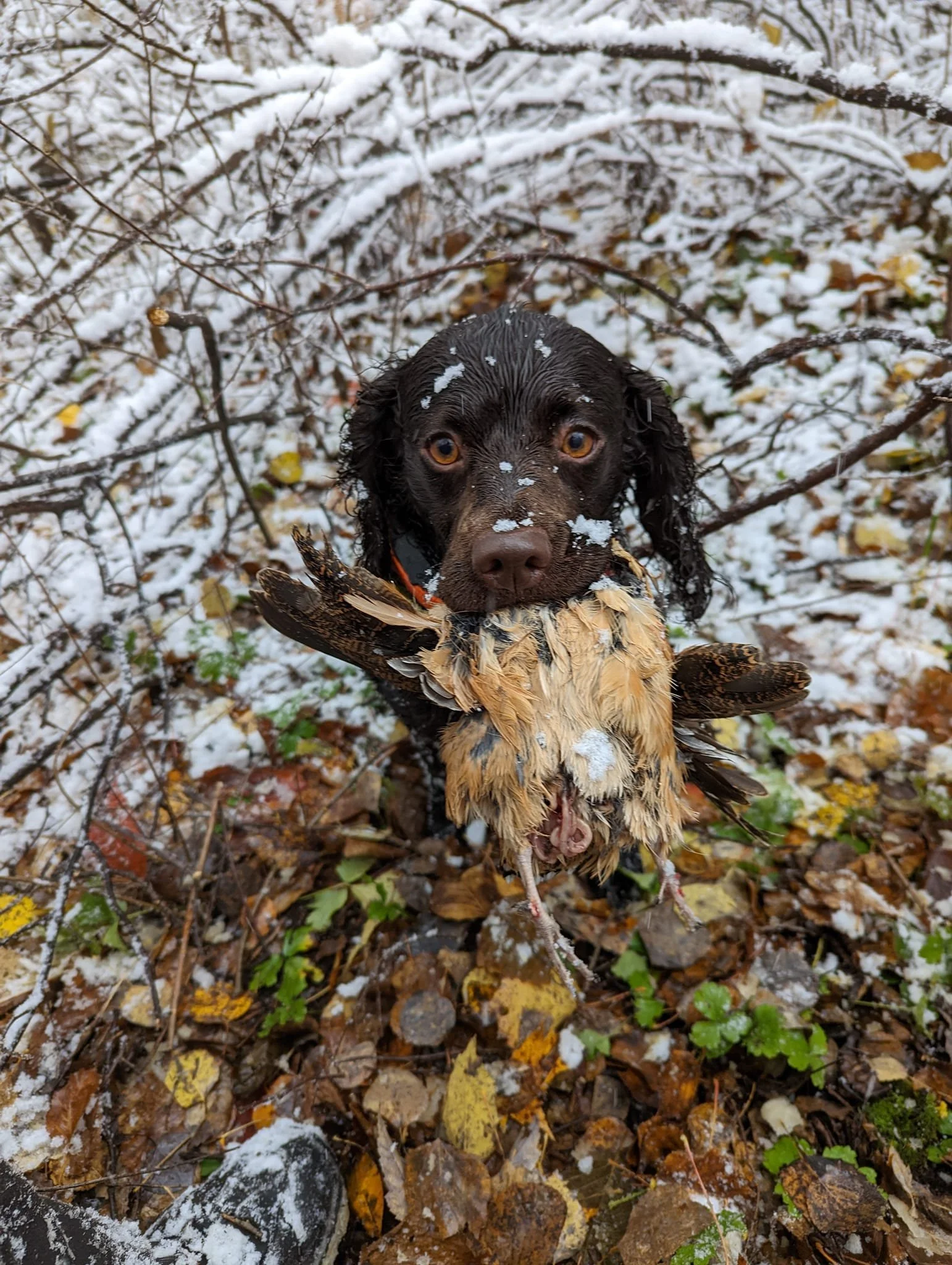 You did want this, right? 