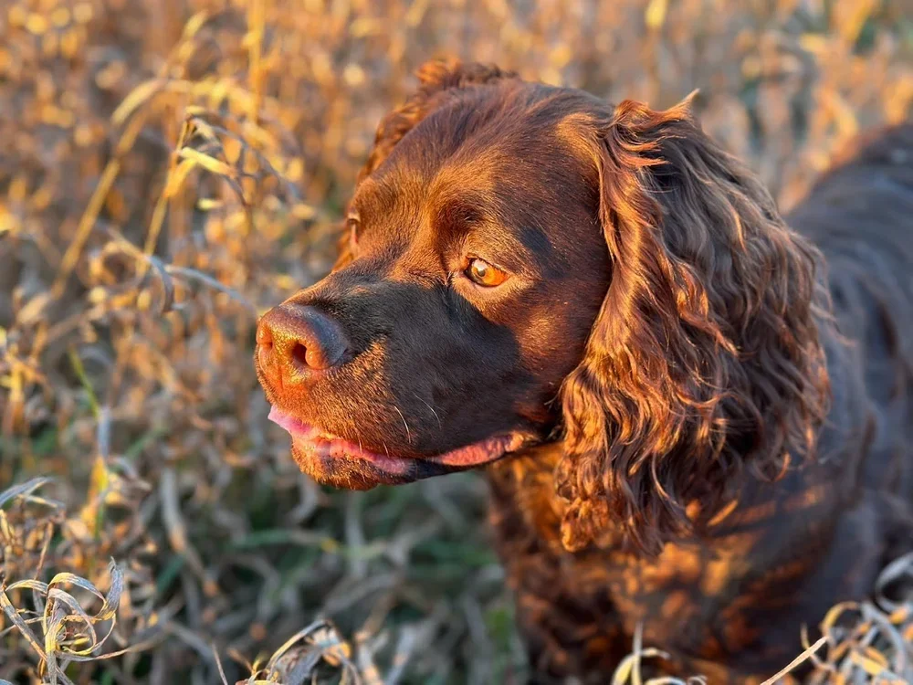 The Golden Hour 