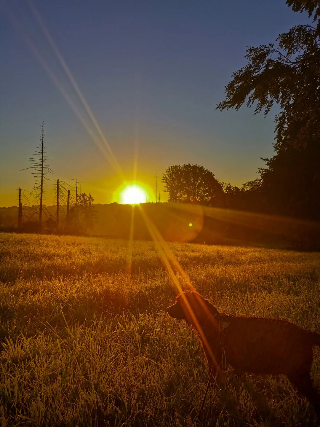 Golden hour 