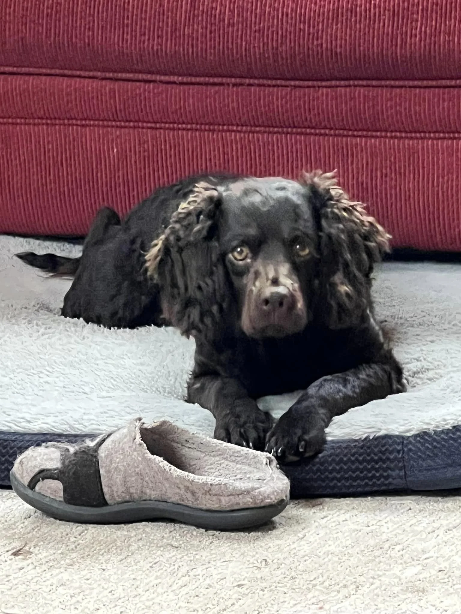 Nope, I have no intention of chewing that , so go away - - - 
