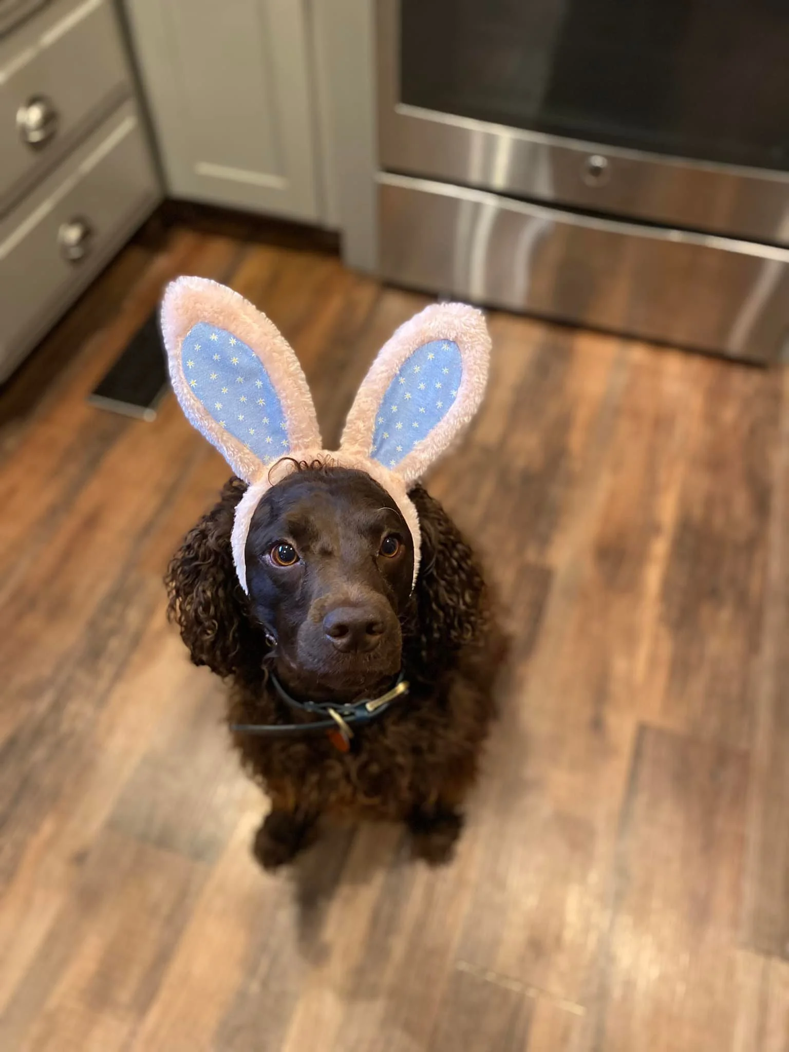 Happy Easter Everyone!