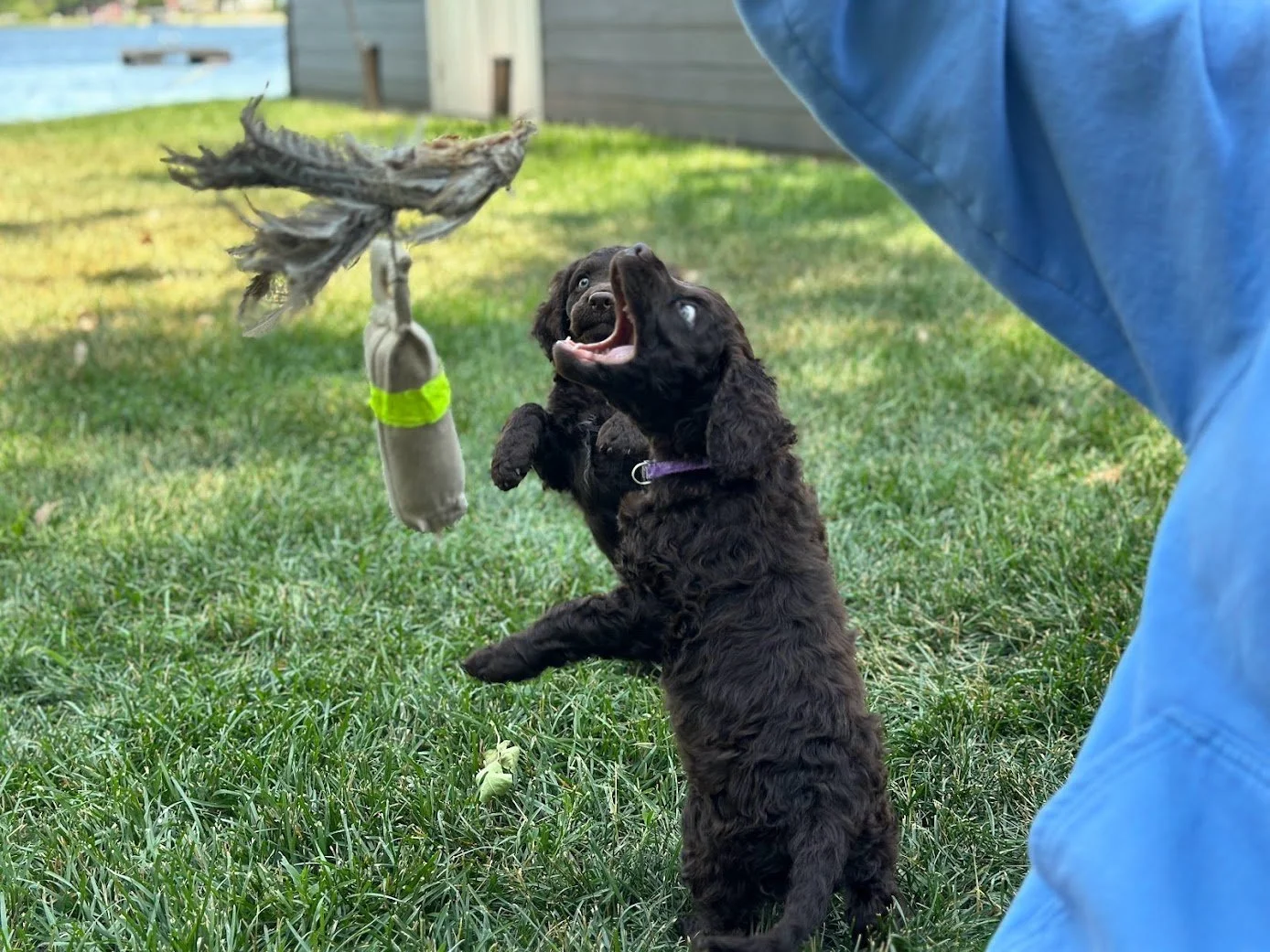 Chomp
