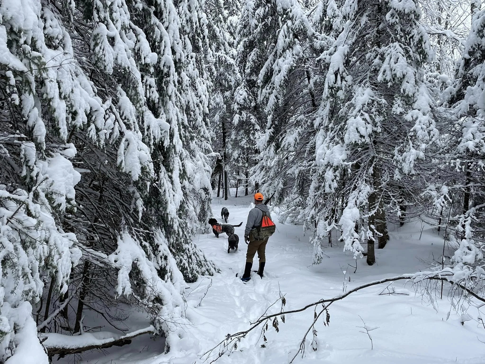 Winter Wonderland
