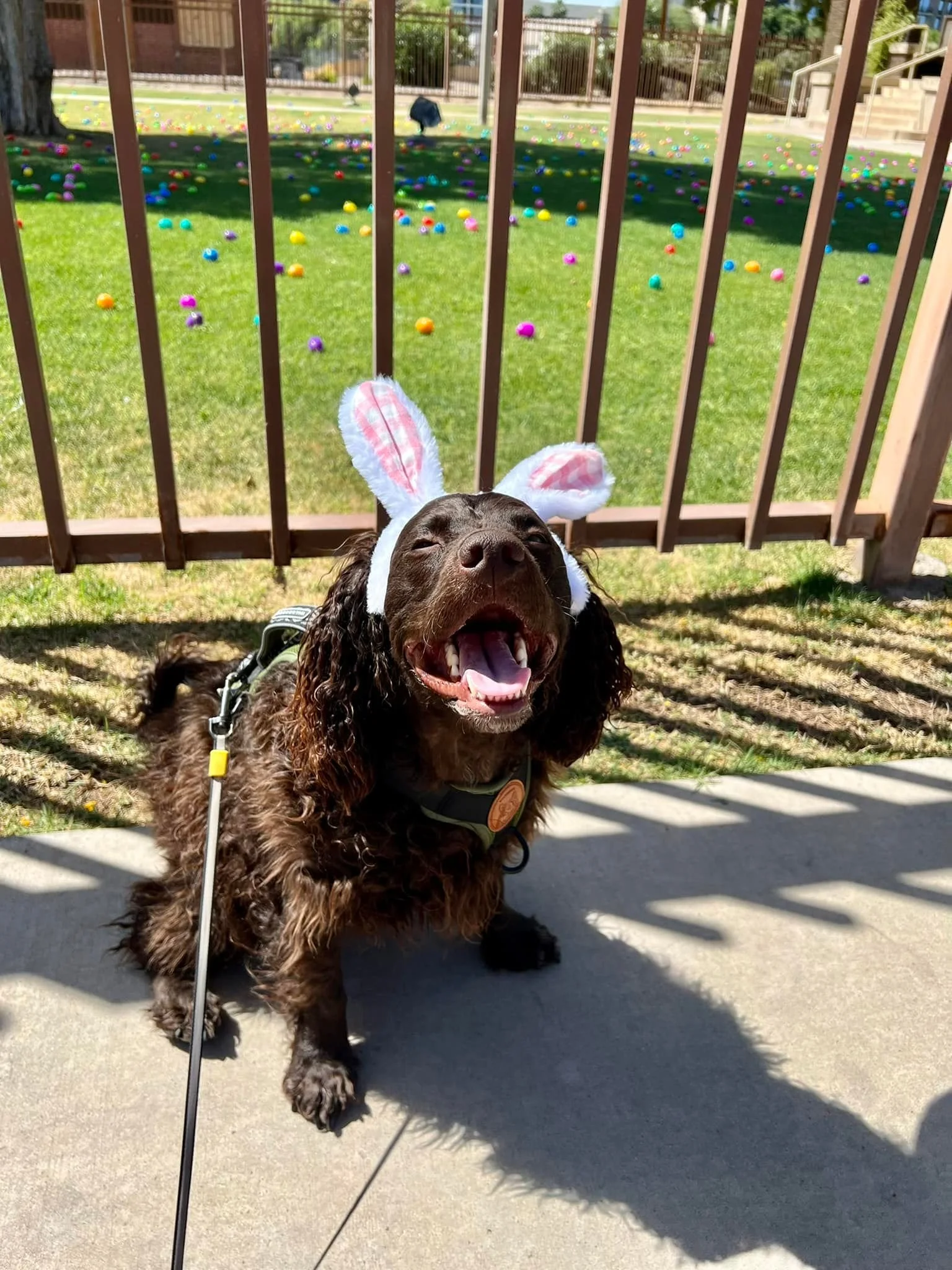 Yep !!  I'm a Bunny Today