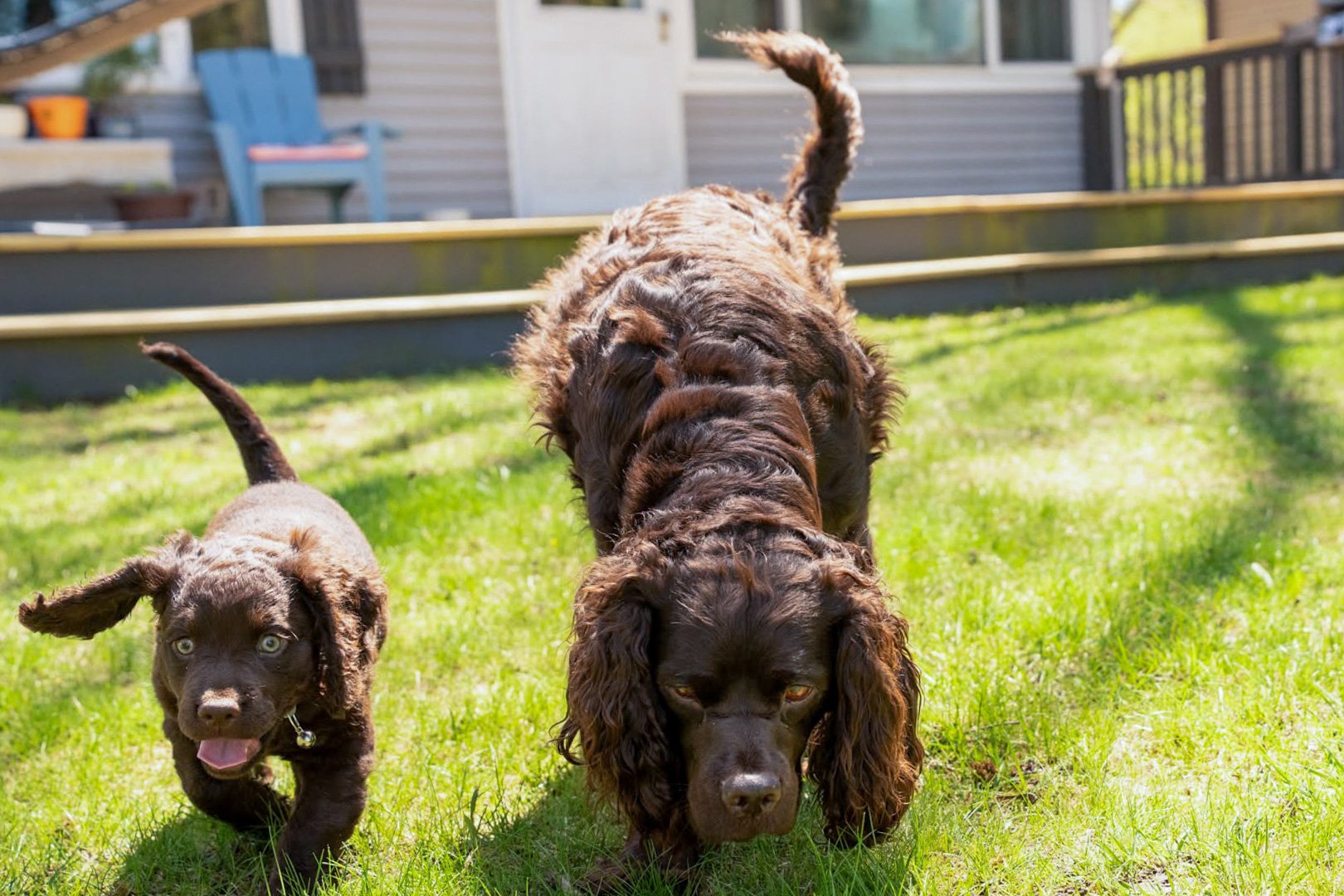 This is how you do it - sniff AND walk