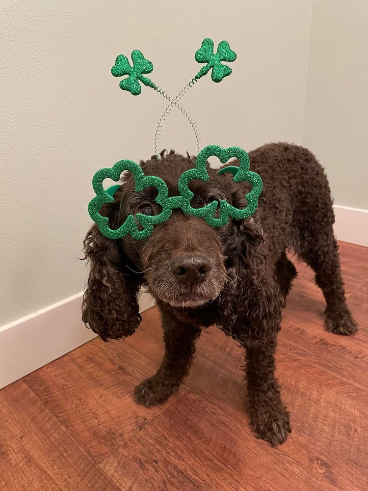 ROCK - ON St. Patty!