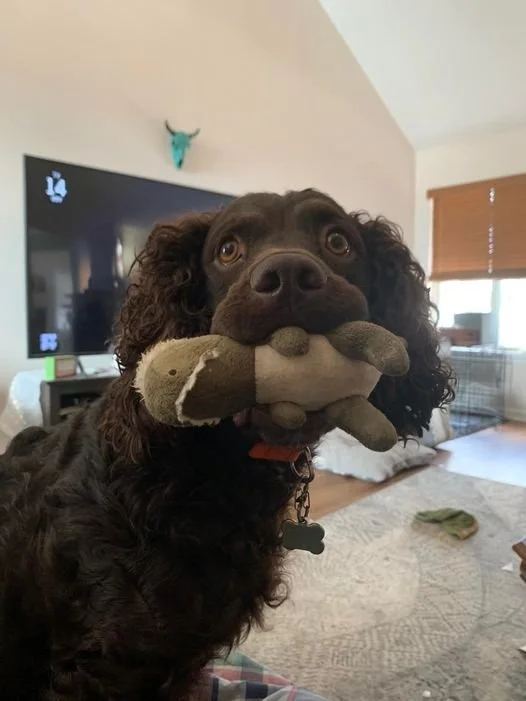 where's the dinosaur? 