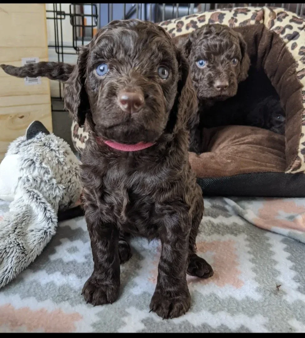 PuppyLove 